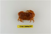 藏品(環紋金沙蟹)的圖片